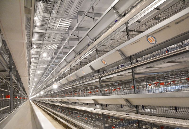 Analysis of the key points of super high H-type chicken farm management